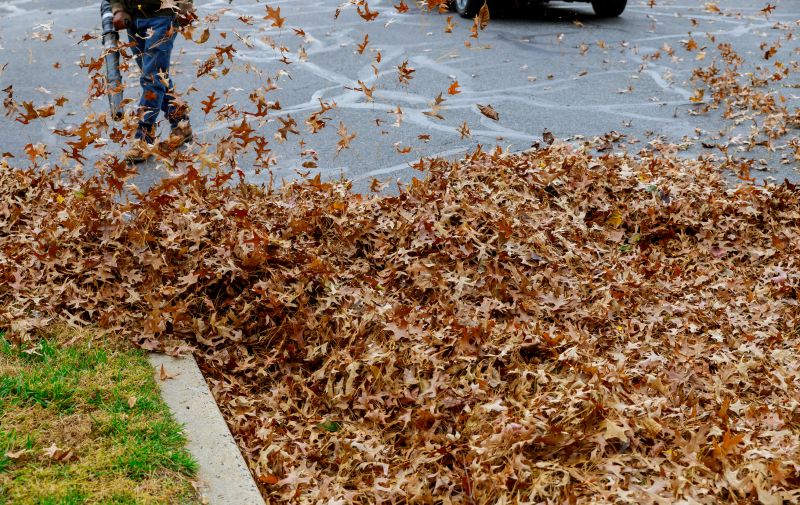 Backyard Leaf Removal