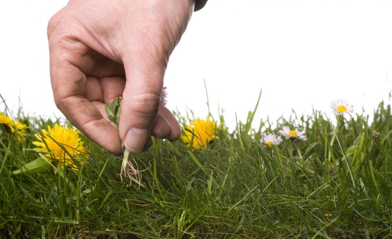Garden Cleanup Service in Ventura County, CA