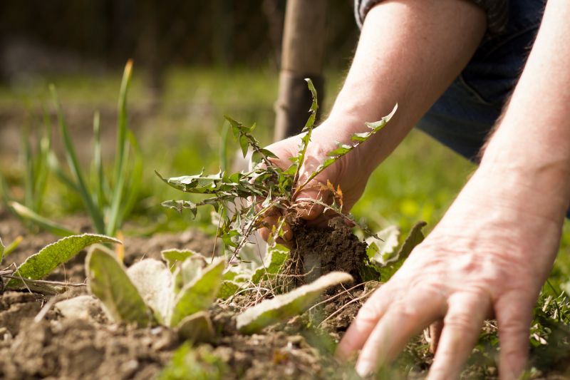 Garden Deweeding in Rockwall, TX