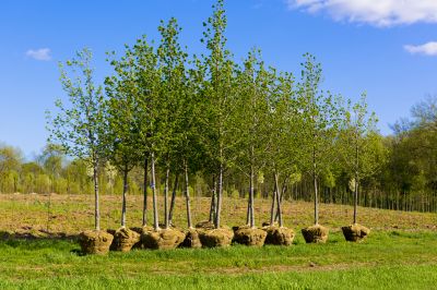 Maple Tree Planting in Ventura County, CA