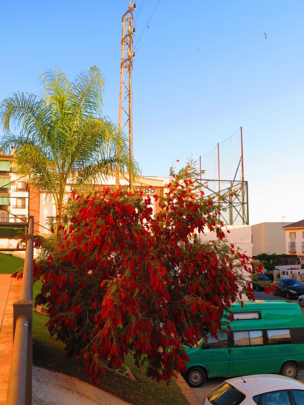 Privacy Shrub Installation in Ventura County, CA