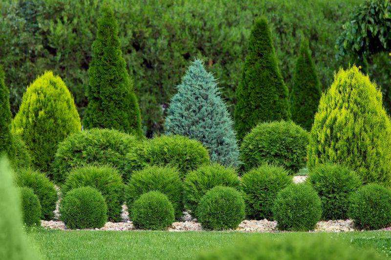 Privacy Shrub Planting in Honolulu, HI