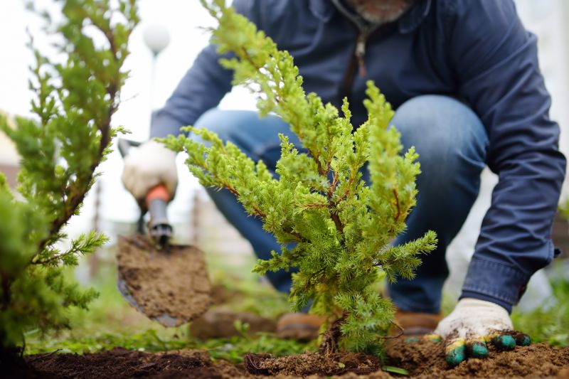 Privacy Shrub Planting in Honolulu, HI