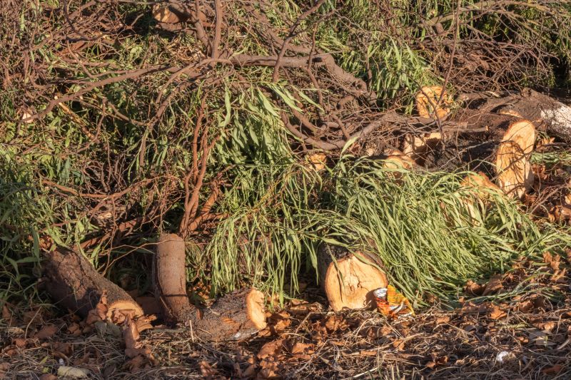 Tree Branches Removal in Honolulu, HI