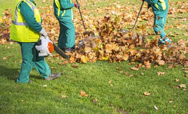 Backyard Leaf Removal