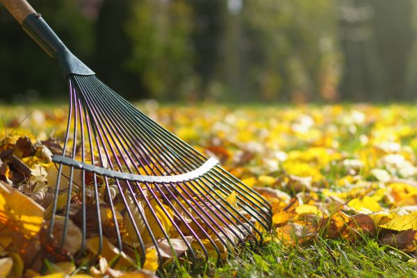 Lawn Leaf Management